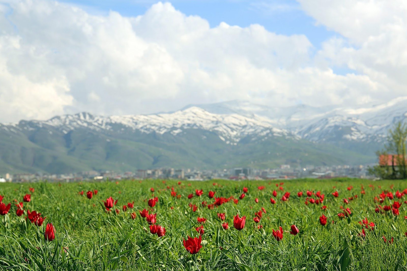 Şato Park Düğün Ve Konferans Salonu kır düğünü mekanı — Merkez